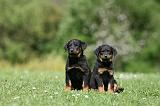 BEAUCERON - PUPPIES 329